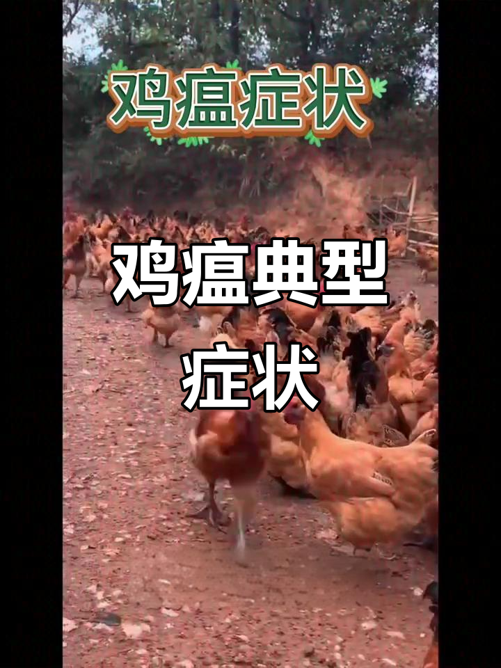 鸡瘟症状全解析:从呼吸困难到神经紊乱
