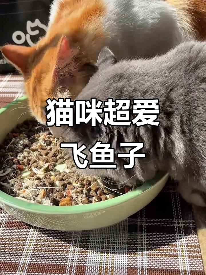 小猫不再干吃猫粮,飞鱼籽蛋黄肉松让挑食小猫变吃货