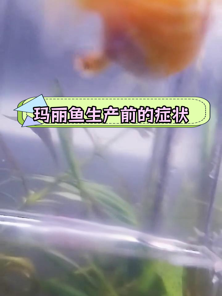 玛丽鱼临产前兆,如何判断快生了?