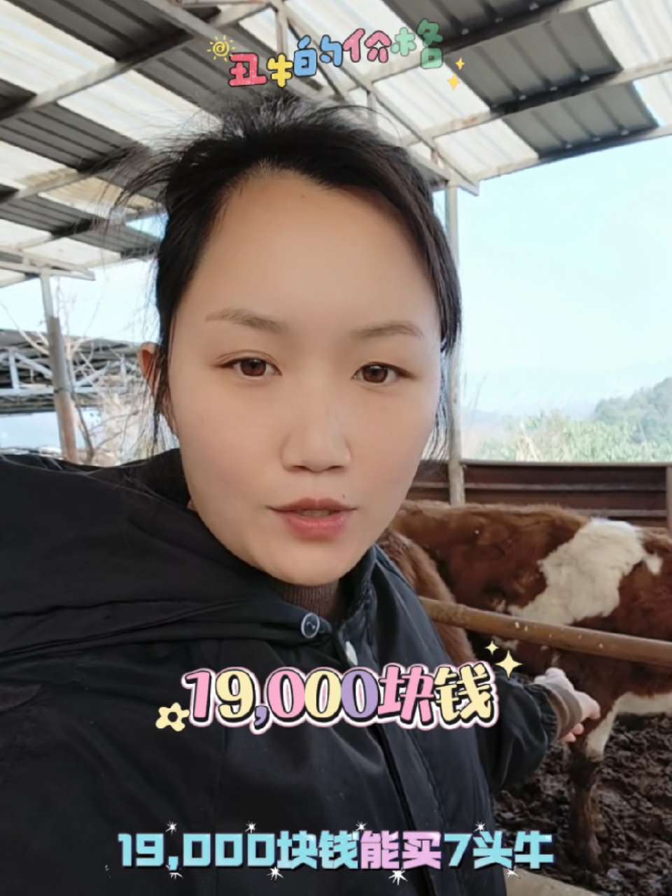 当前肉牛价格下，养西门塔尔育肥牛能让养牛人赚多少？