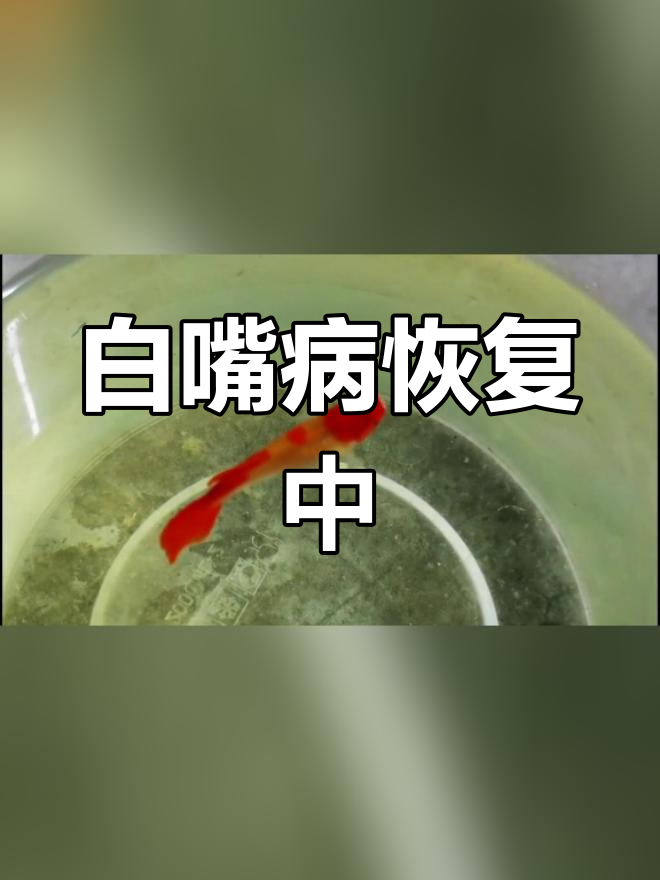 孔雀鱼白嘴病治疗进展