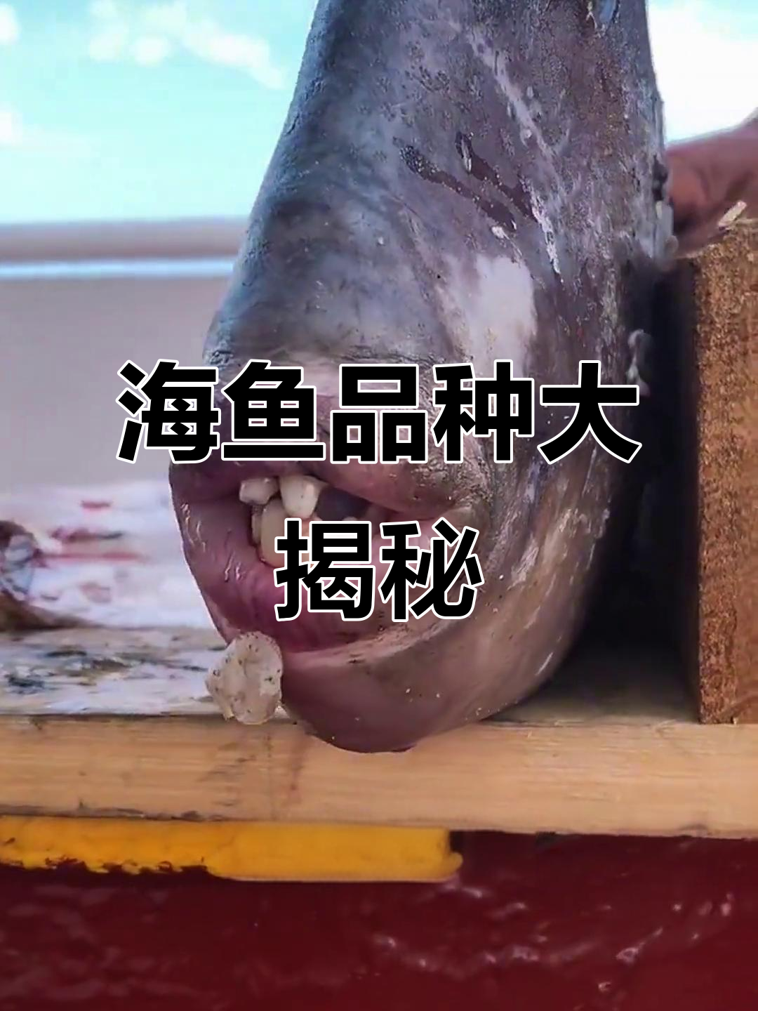 18种常见海鱼,哪些能吃?哪些有毒不能碰