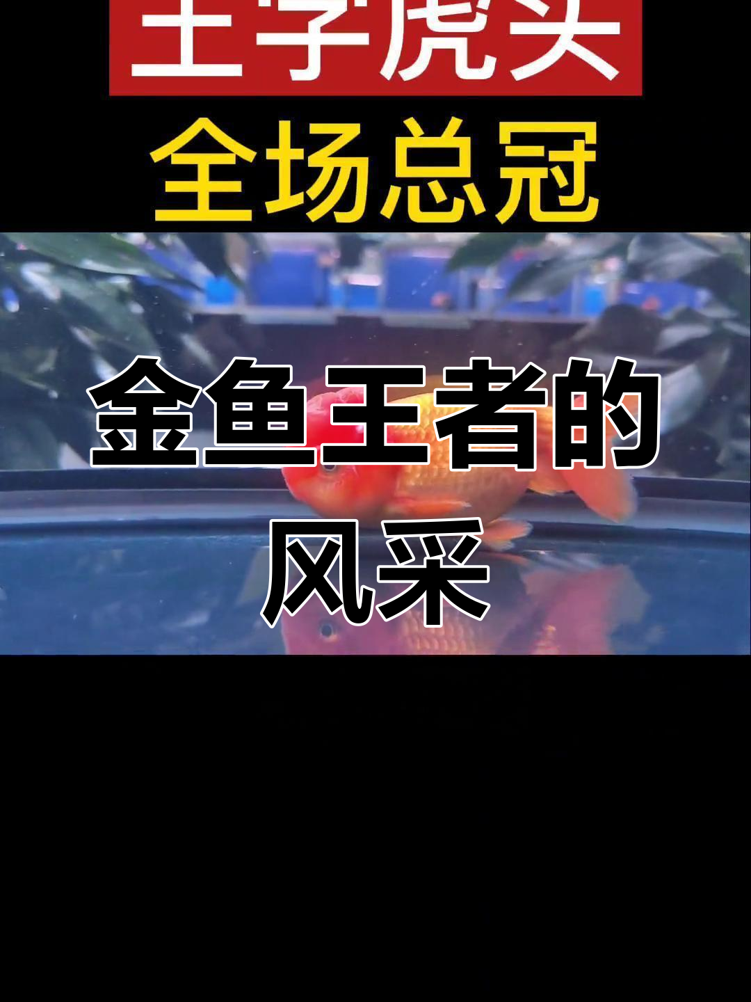 王字虎头金鱼,背平尾顺,王者风范尽显