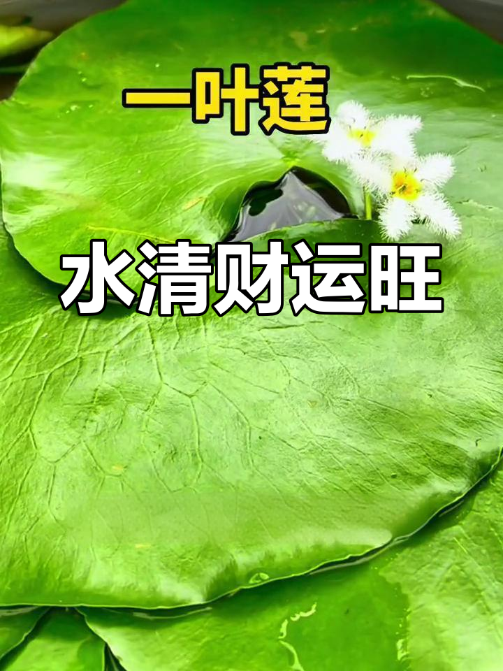 鱼缸里放一叶莲,水清又招财,寓意满满!