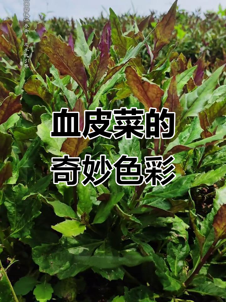 血皮菜,青绿与紫背交织,边缘锯齿分明,独特又美味