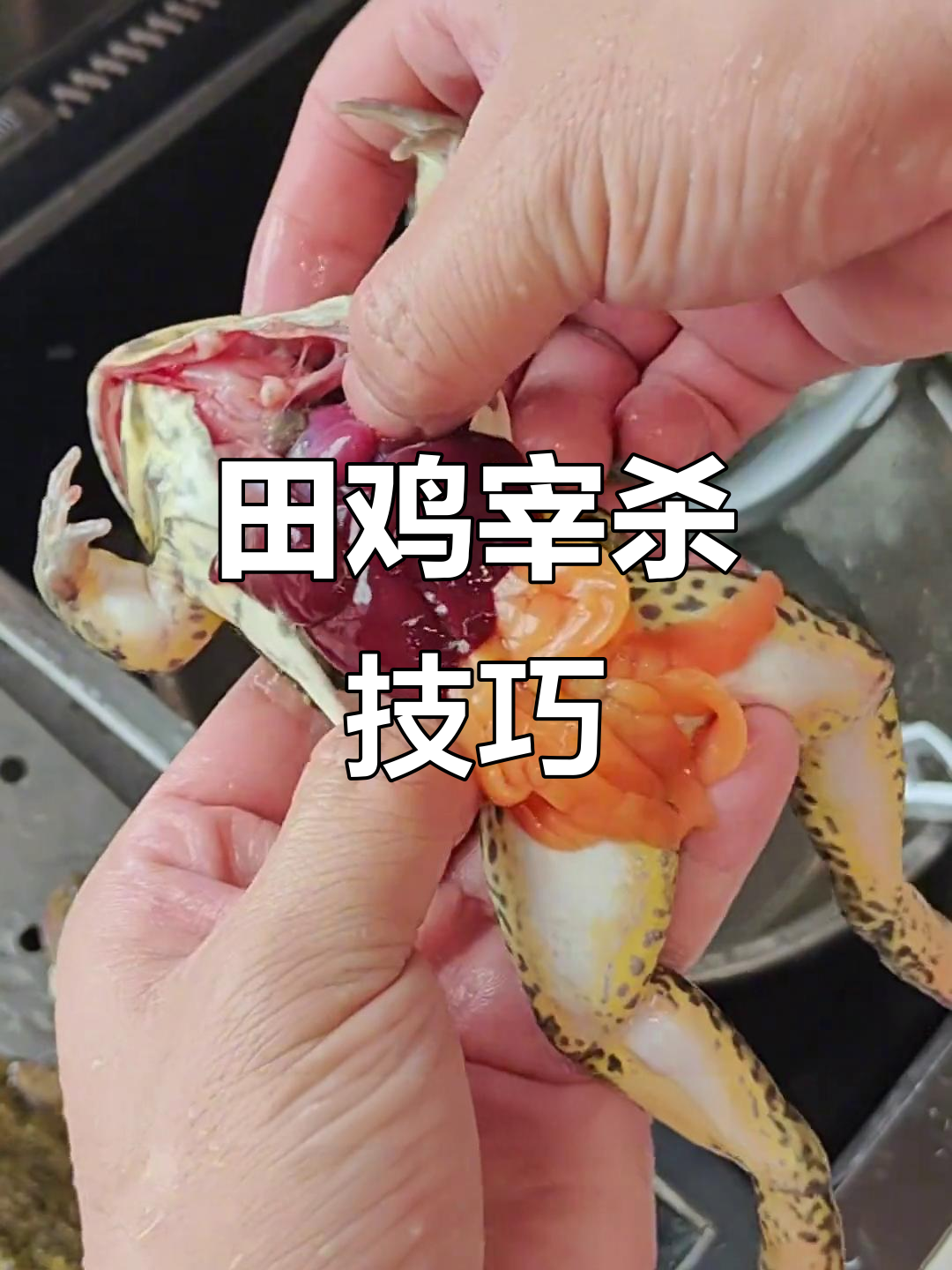 想学如何宰杀田鸡?来我这里,教你轻松搞定!