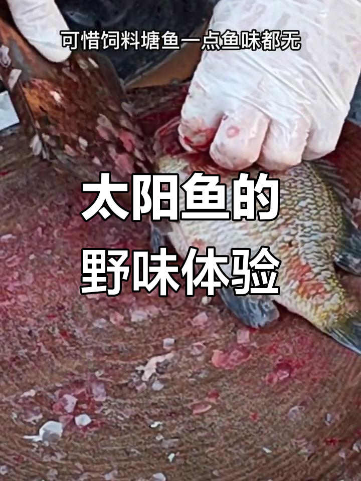 太阳鱼口感爽滑,但野生鲜味如何?