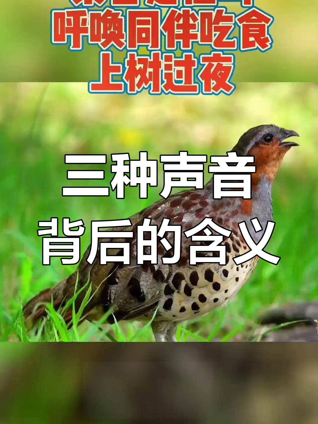 听懂竹鸡的声音,就知道它想说什么