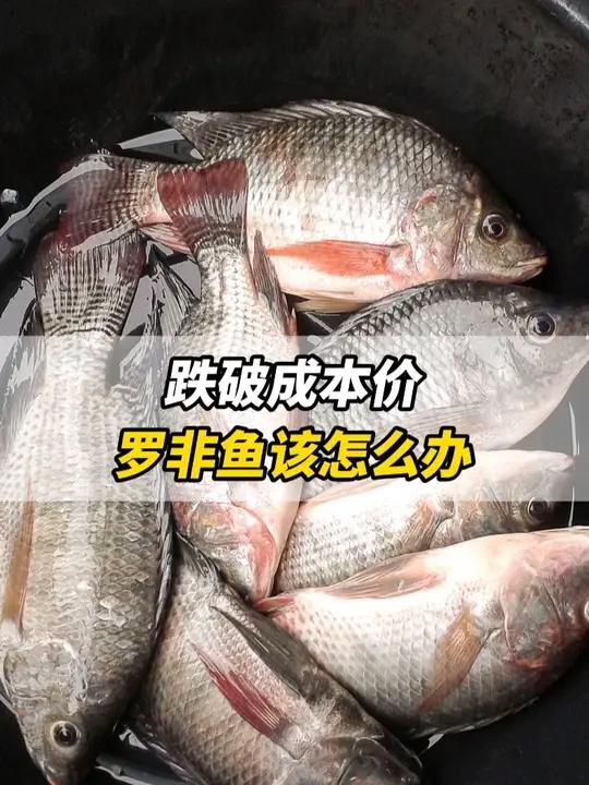 跌破成本价，罗非鱼该怎么办？