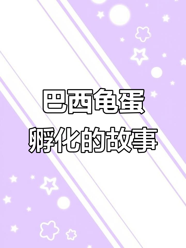 小乌龟孵化全过程,呆萌可爱成长记