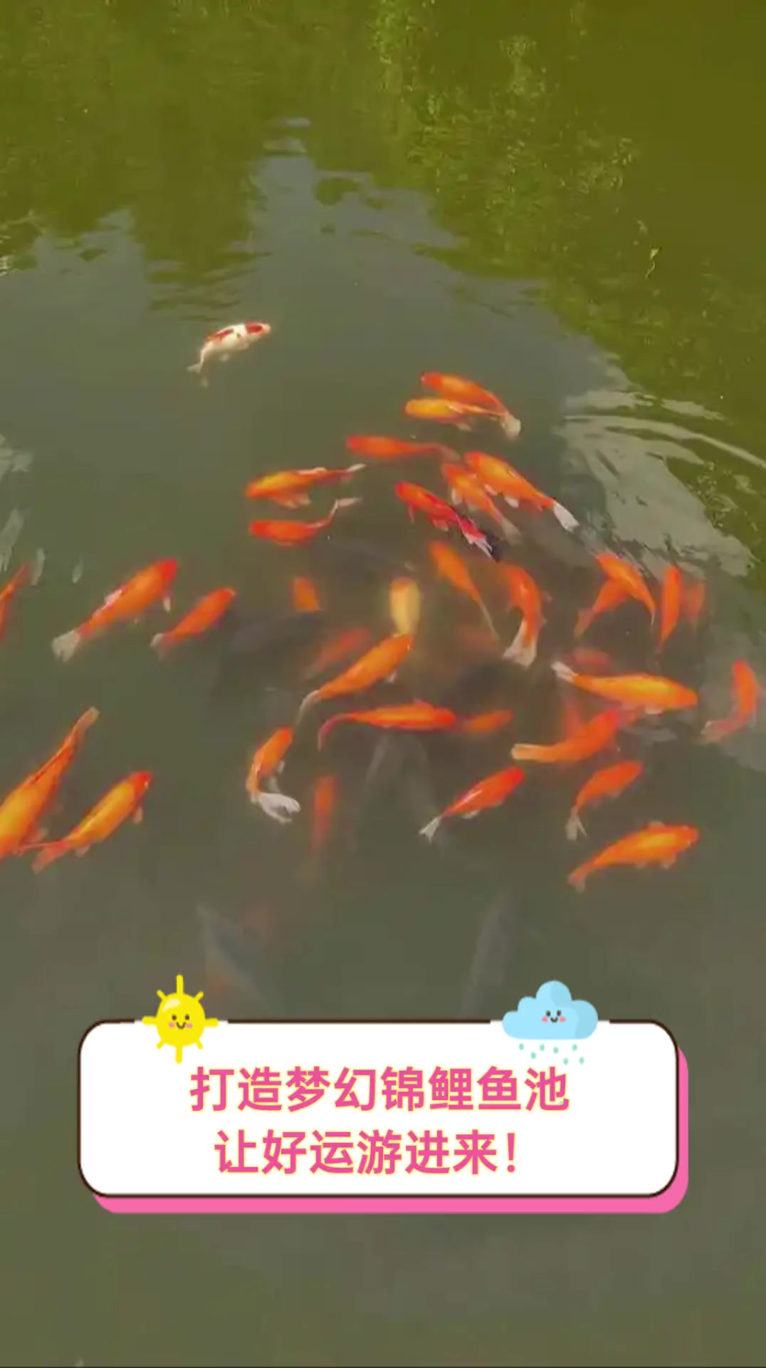 打造梦幻锦鲤鱼池,让好运游进来!