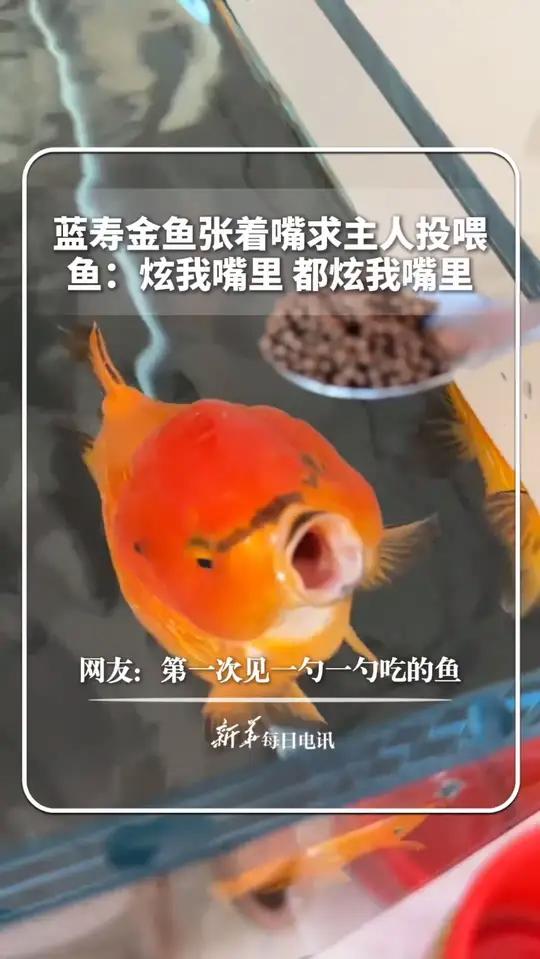 每日趣闻|蓝寿金鱼张着嘴求主人投喂,鱼:炫我嘴里,都炫我嘴里!网友:第一次见一勺一勺吃的鱼