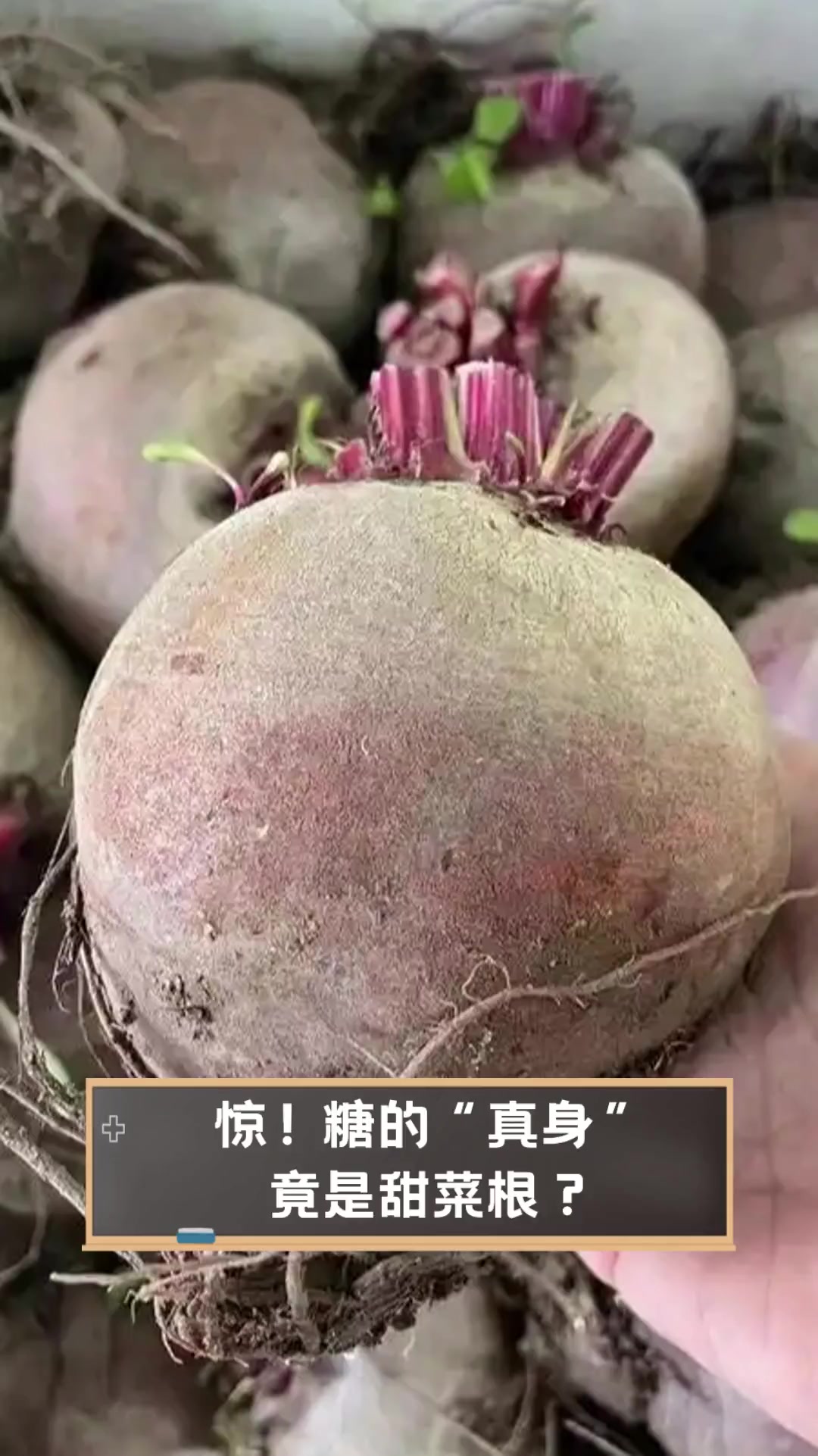 惊!糖的“真身”竟是甜菜根?