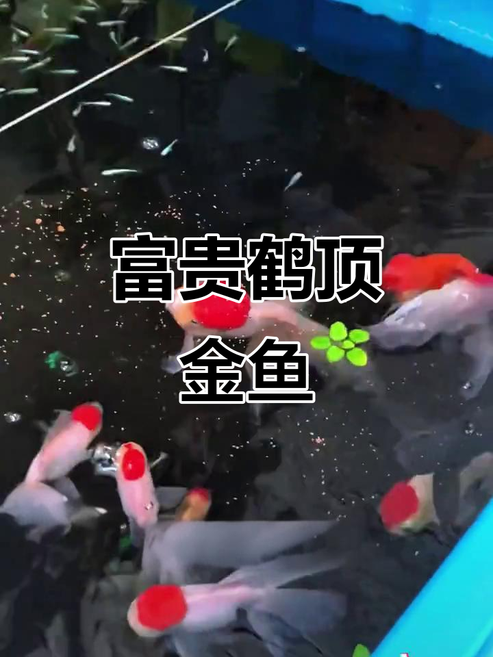 鹤顶红金鱼,如宝石般璀璨,尾鳍飘逸,寓意鸿运当头
