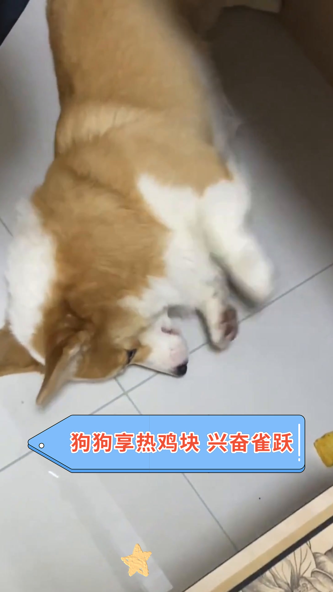 狗狗享热鸡块 兴奋雀跃