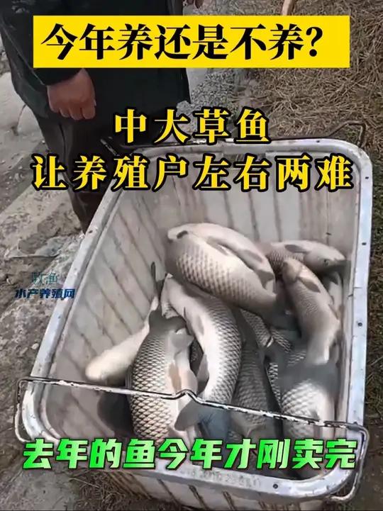 今年苗价太贵了,一两斤的草鱼苗比去年涨了一两块。去年年底大草鱼价格太低,才卖完。早春病害多