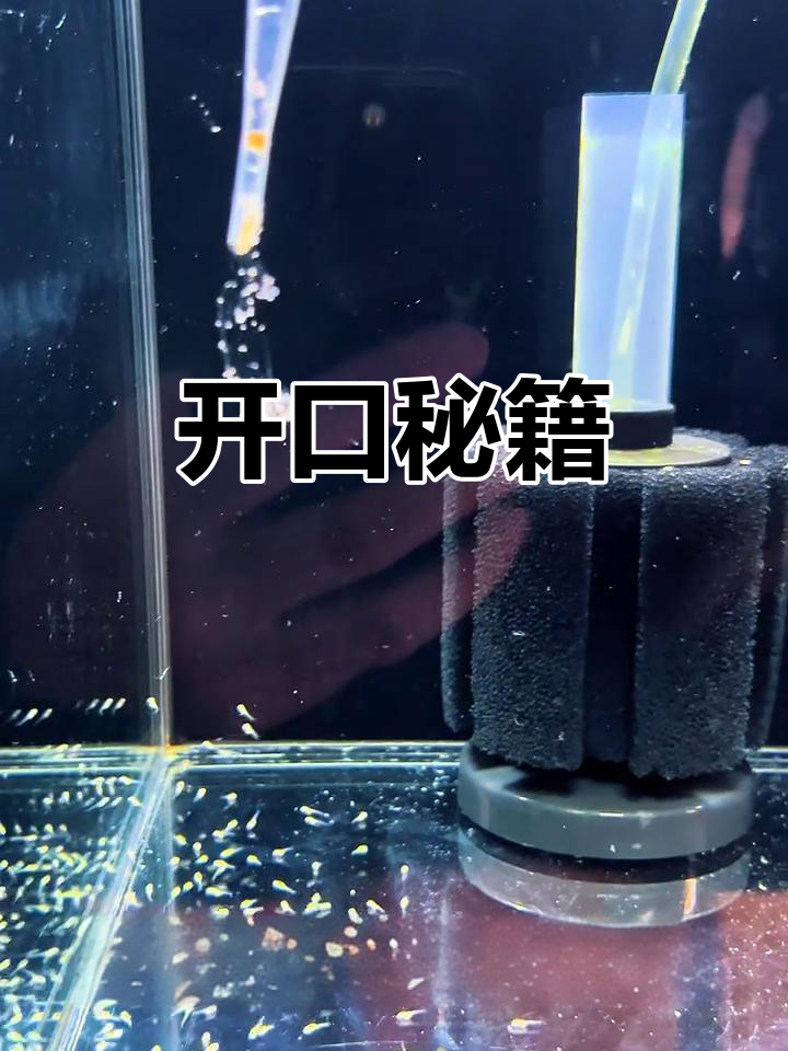 燕鱼苗饿两天,开口秘诀轻松掌握!