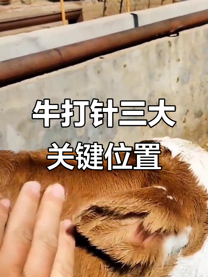 给牛打针的正确位置，掌握这3个地方轻松操作