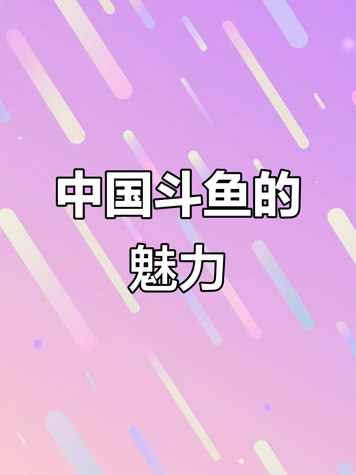 探秘中国斗鱼:从传统到现代,魅力依旧