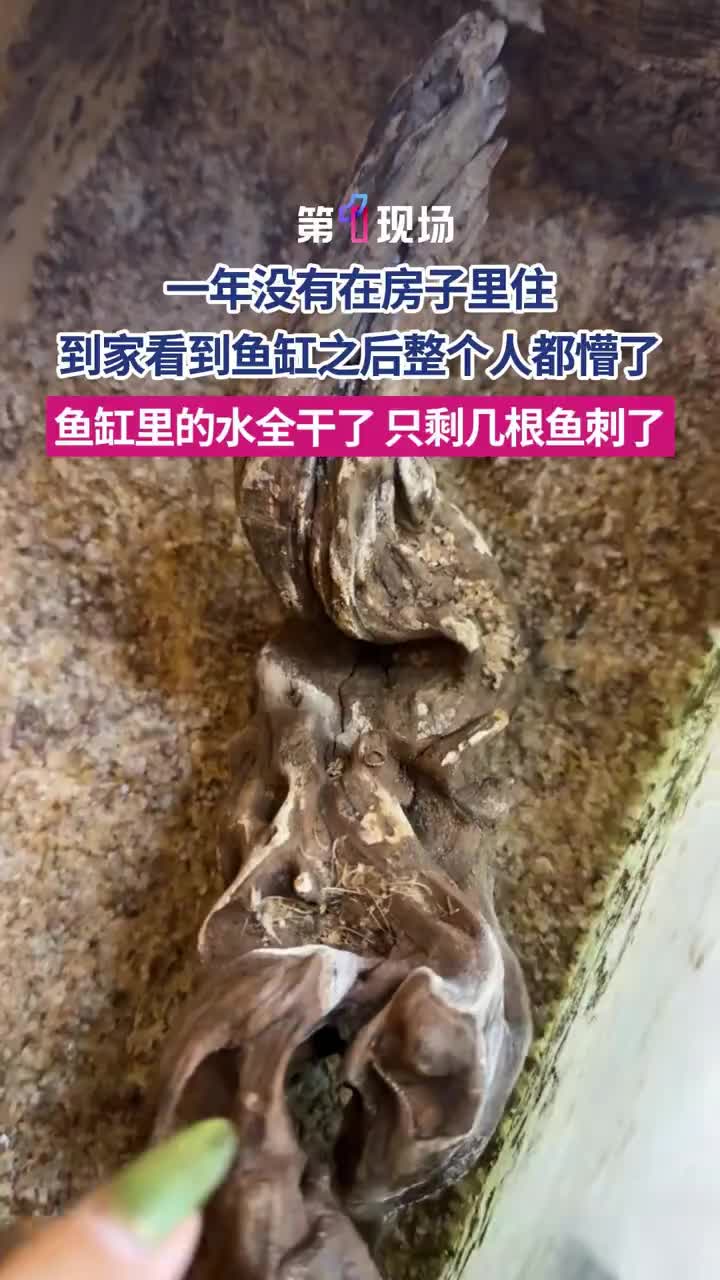 「视频」11月25日，黑龙江哈尔滨，李女士在社交平台发布的“离家一年鱼变鱼刺”视频引发广泛
