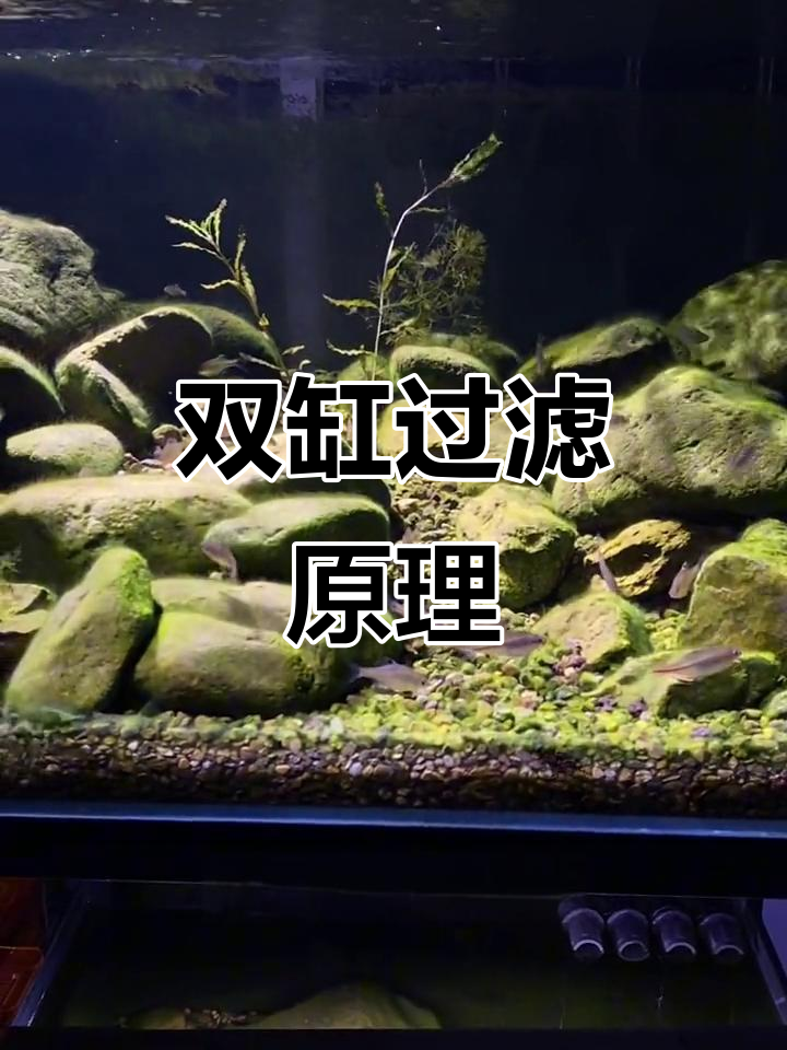 双层鱼缸过滤揭秘:沙床、干湿分离与侧滤全程解析
