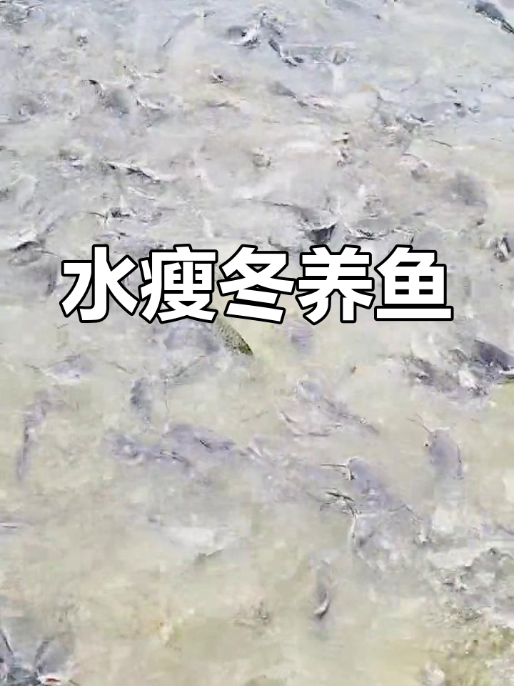 冬季养鱼,水体肥力至关重要,无鳞鱼类需特别关注