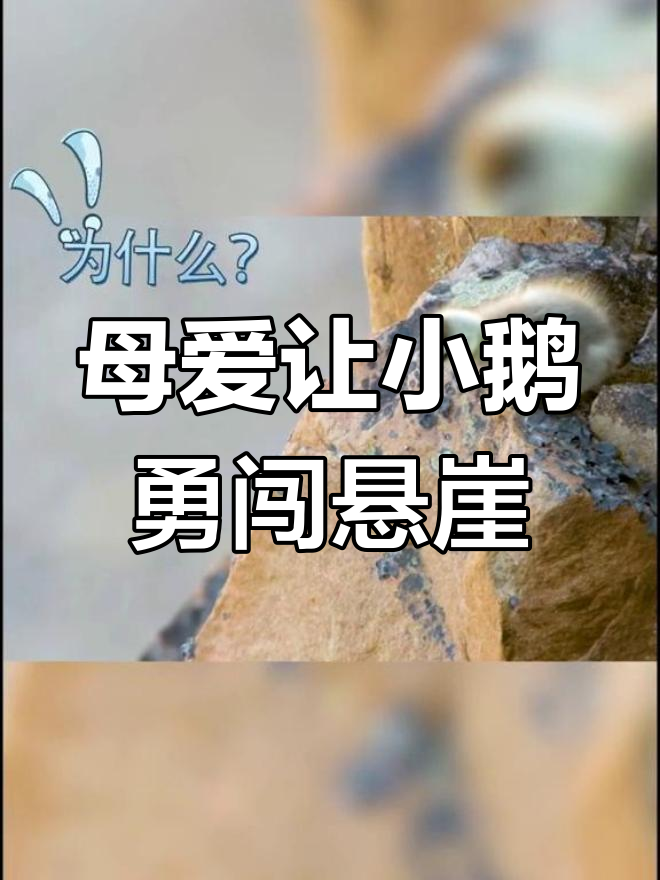 小鹅勇敢跳崖,背后竟是妈妈的“狠心”训练