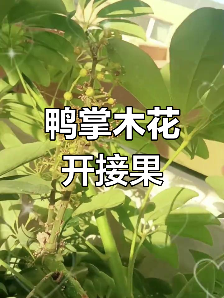 鸭掌木开花结果,美丽惊喜等你来摘