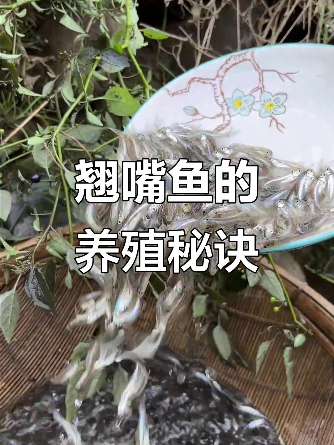 人工驯化翘嘴鱼,投喂饲料快速生长,市场价值高