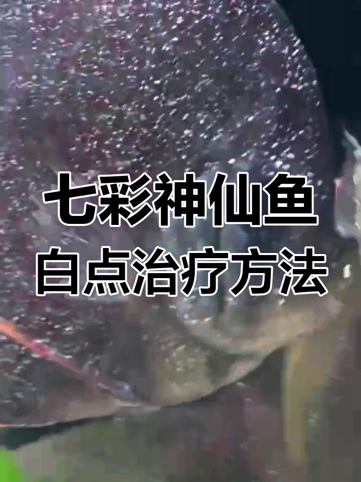 如何治疗七彩神仙鱼白点病?保持水质与升温是关键