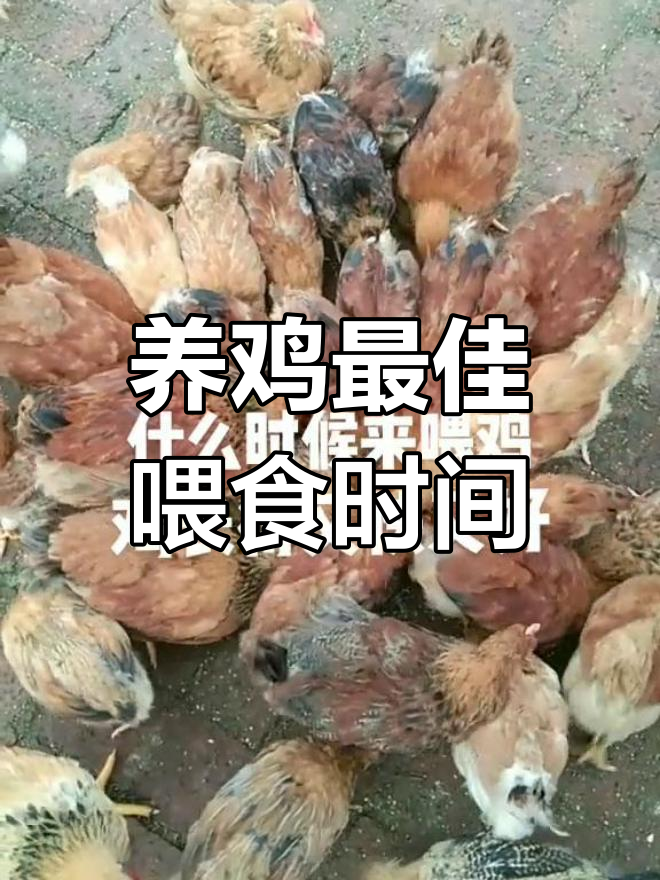 秋冬养鸡喂食技巧,提高饲料转化率