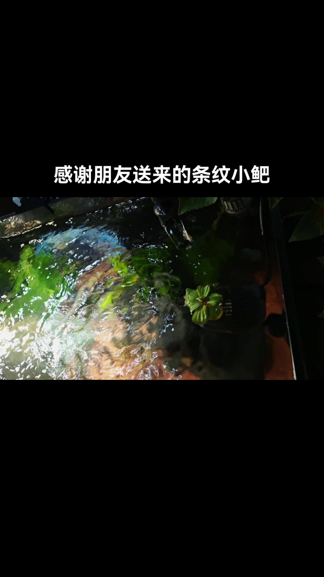 鱼缸里的大自然 祝大家年年有鱼岁岁平安 现在鱼也太多了????@钓鱼界的郭德纲