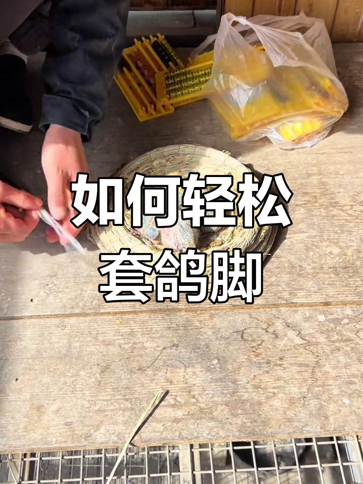 鸽子脚套技巧分享
