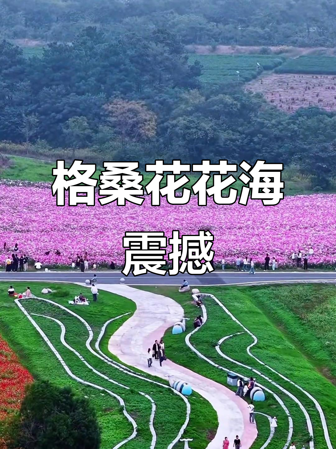 巢湖半汤郁金香高地,格桑花海惊艳来袭