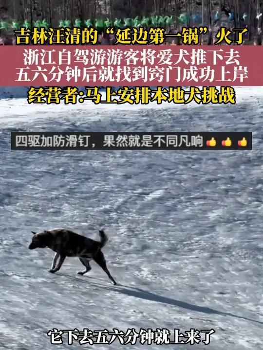 “还得是四驱的！”吉林汪清冰坑上演真实测评：人类下去得扑腾半天，狗子五分钟丝滑上岸。（记者