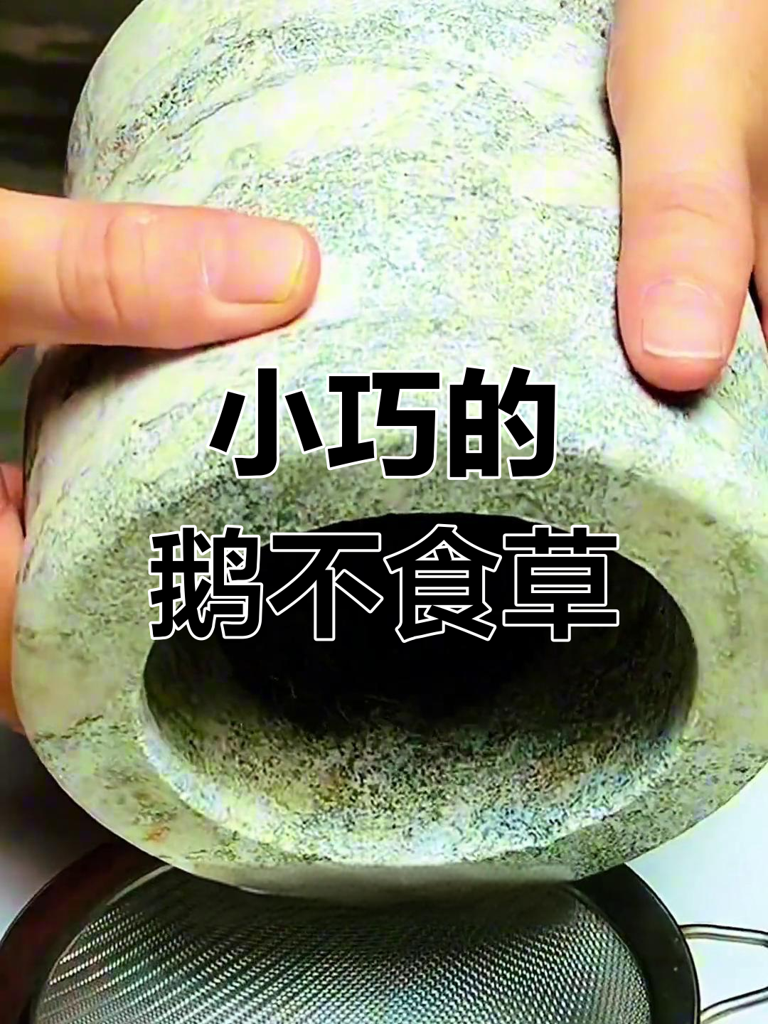 鹅不食草,小叶子揉搓后香气扑鼻,你见过吗?