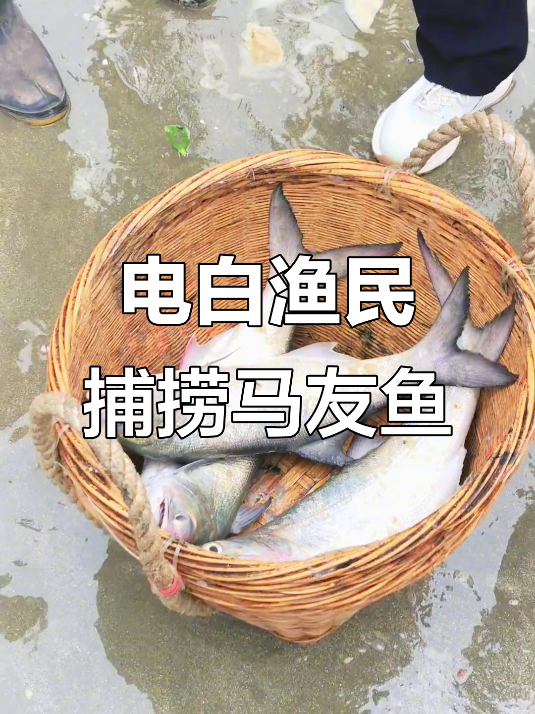 渔民捕捞新鲜马友鱼,电白海边生活实拍