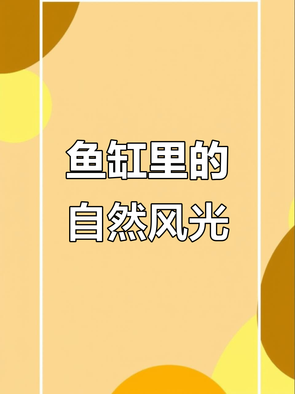 鱼缸造景大揭秘：自然木石搭配，打造生态景观