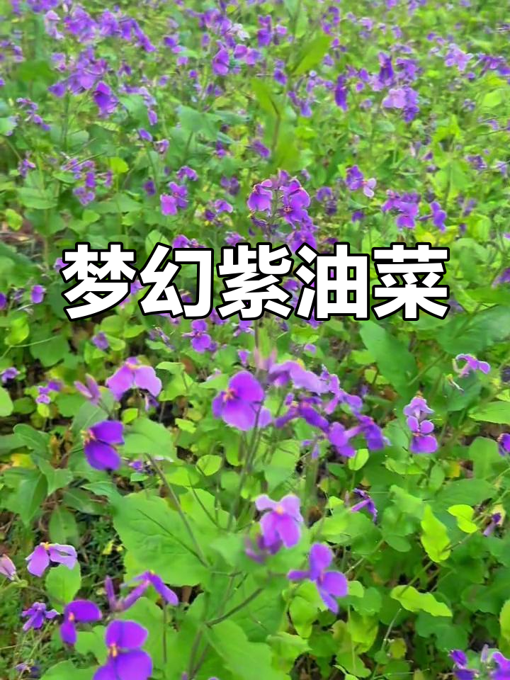 紫色油菜花海,浪漫又惊艳,让人陶醉!