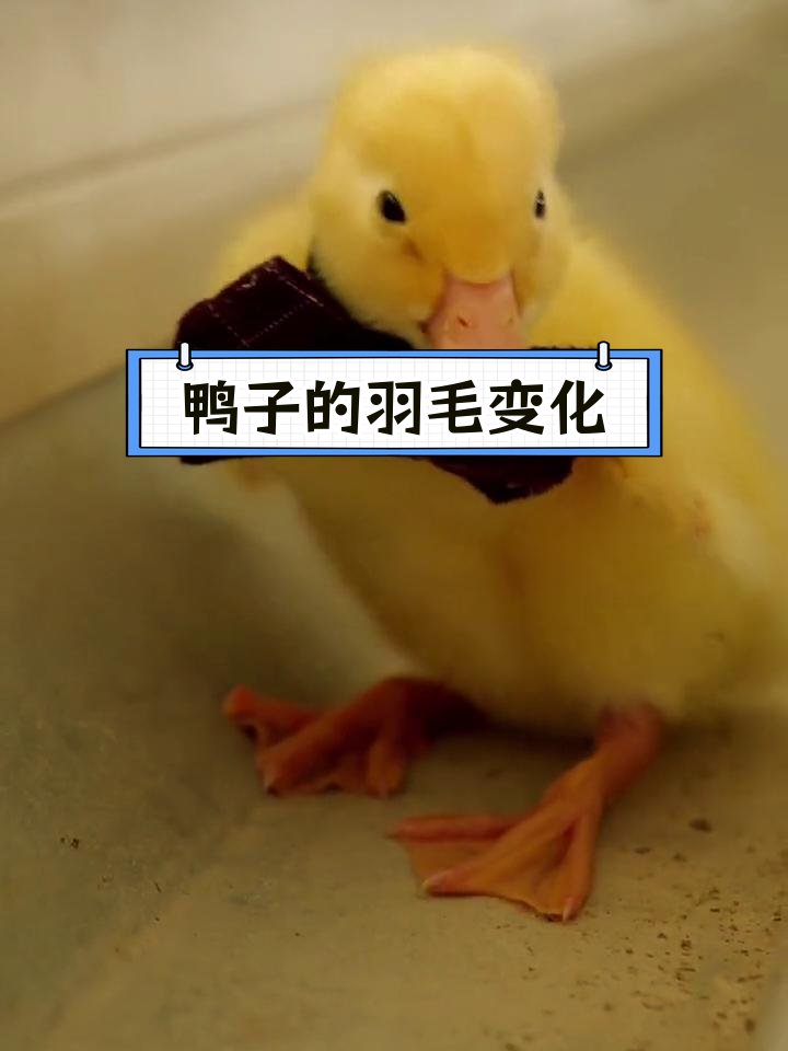 鸭子从黄毛到白羽的成长过程揭秘