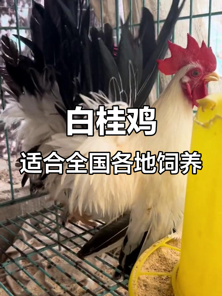 全国可养特种观赏动物，白桂鸡等你来选