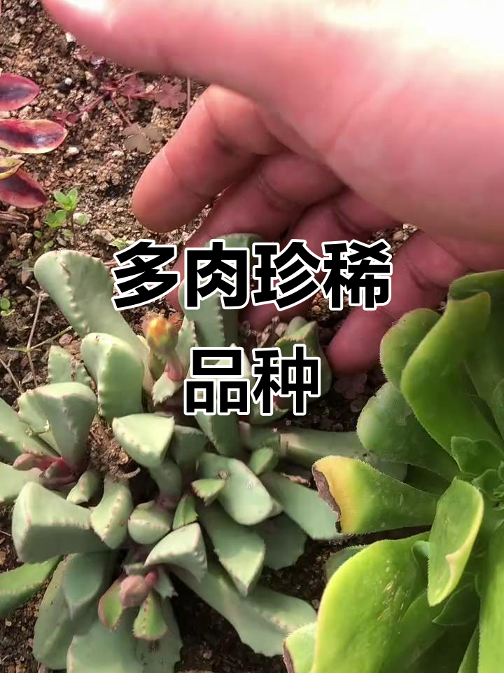 稀有品种多肉植物,紫红叶片带锯齿,开花惊艳!