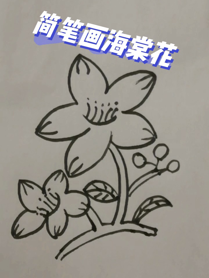 小钱简笔画打卡12 海棠花画法