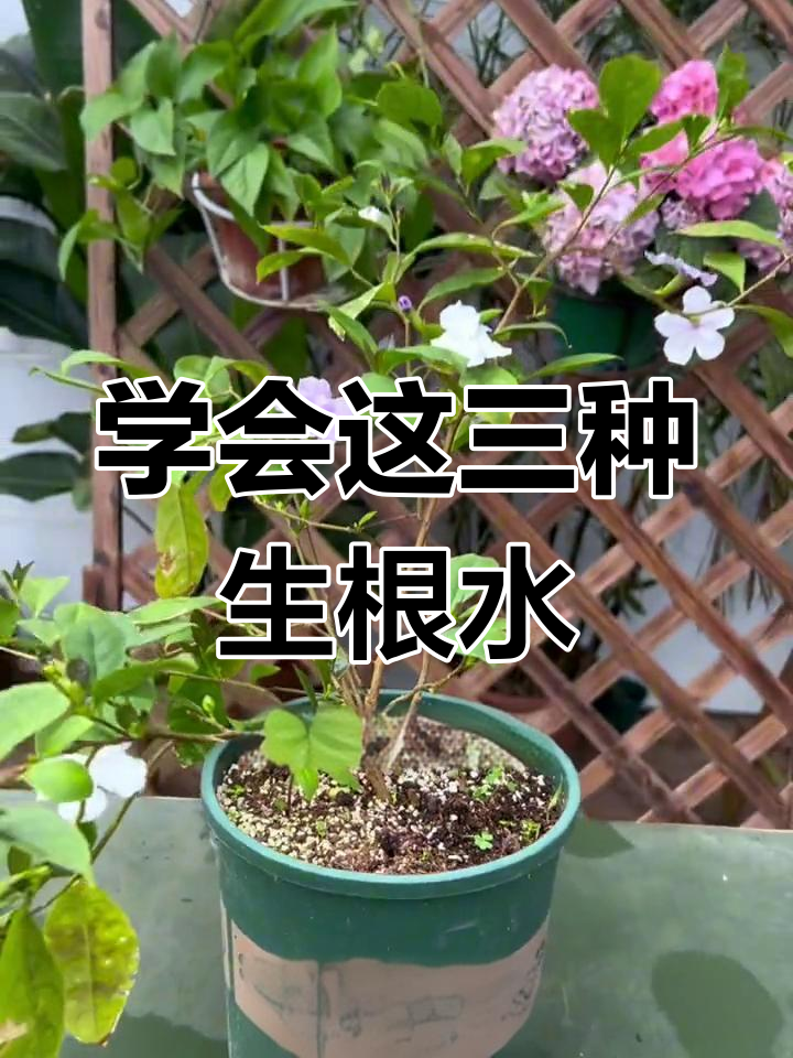 三种生根水制作方法,扦插成活率大幅提升