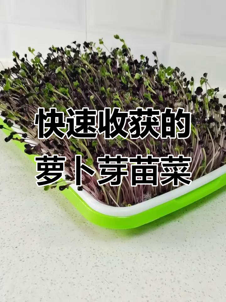 夏季必备!简单种植的萝卜芽苗菜,营养丰富又开胃