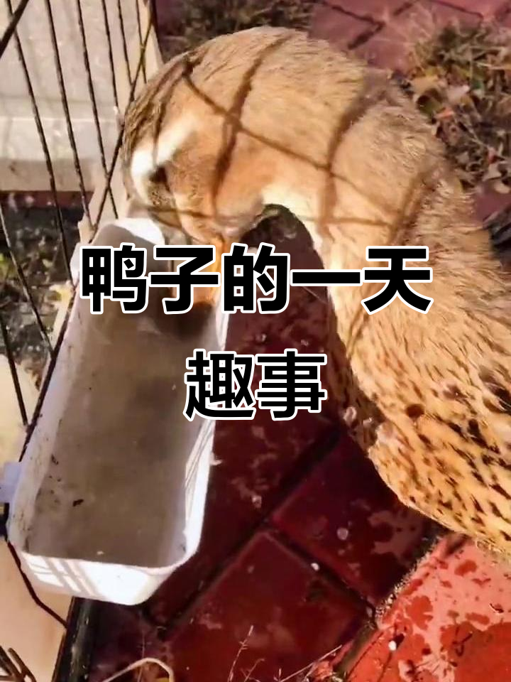 小鸭子的日常:喝水、吃饭、拉粑粑,铲屎官的忙碌一天