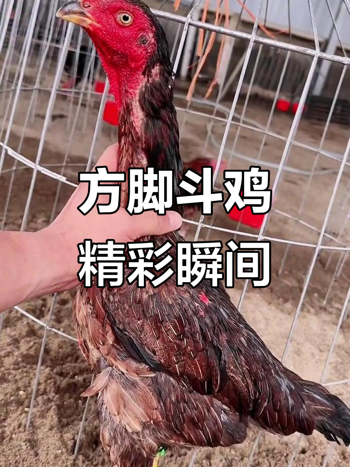 越南斗鸡新星登场,方脚地斧鳞全满加钢,头面一流!