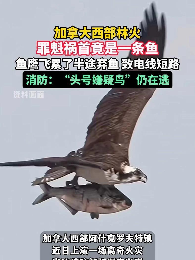 加拿大西部林火罪魁祸首竟是一条鱼,鱼鹰飞累了半途弃鱼致电线短路,消防:“头号嫌疑鸟”仍在逃
