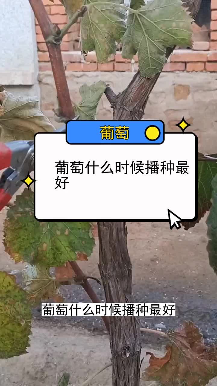 葡萄什么时候播种最好 三农种植 农业