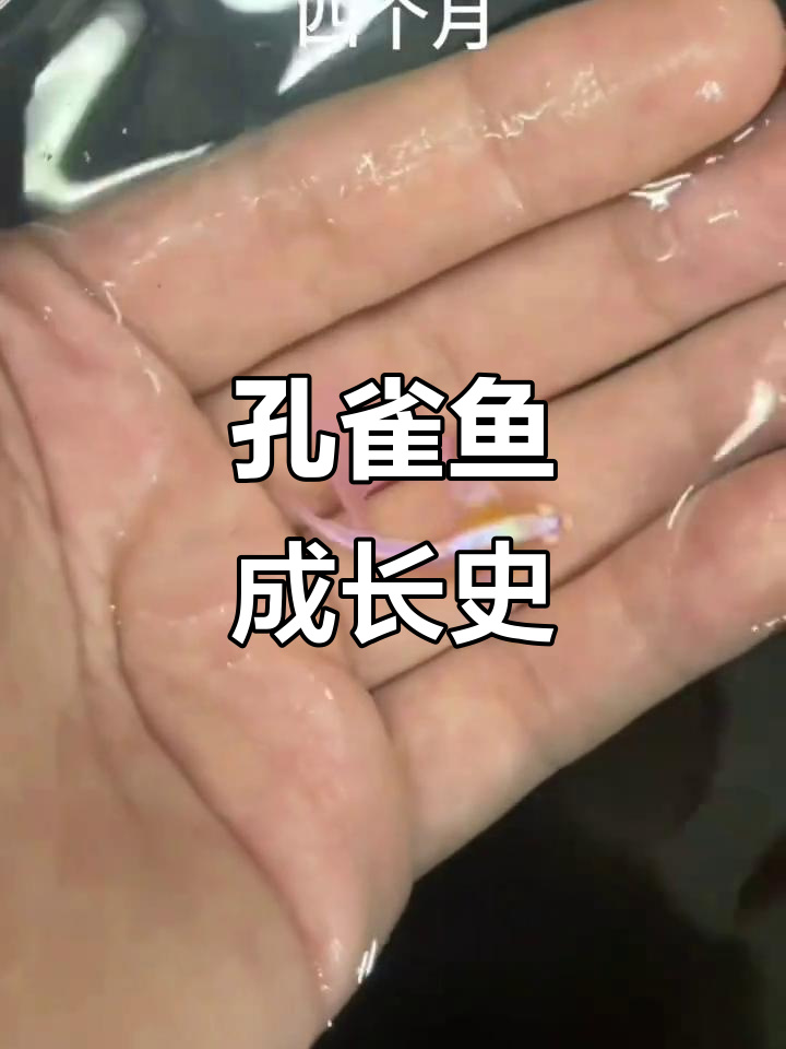 孔雀鱼成长全纪录:从卵到成鱼的蜕变过程